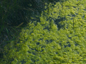 比樹木捕碳效率高400倍！藻類量產技術迎來新突破，會如何改寫減碳市場？